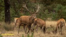 BRONS OP DE HOGE VELUWE 2022