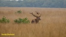 BRONS OP DE HOGE VELUWE 2022