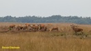 BRONS OP DE HOGE VELUWE 2022