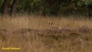 BRONS OP DE HOGE VELUWE 2022
