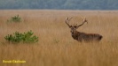 BRONS OP DE HOGE VELUWE 2022