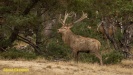 BRONS OP DE HOGE VELUWE 2022