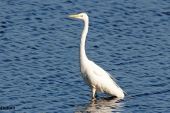 GROTE ZILVERREIGER