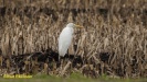 GROTE ZILVERREIGER 2022