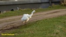 GROTE ZILVERREIGER 2022