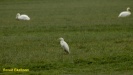 GROTE ZILVERREIGER 2022