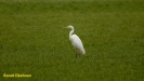 GROTE ZILVERREIGER 2022