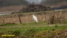GROTE ZILVERREIGER 2022