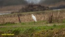 GROTE ZILVERREIGER 2022