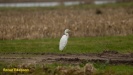 GROTE ZILVERREIGER 2022