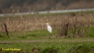 GROTE ZILVERREIGER 2022