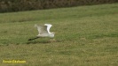 GROTE ZILVERREIGER 2022