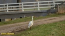 GROTE ZILVERREIGER 2022