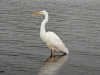 GROTE ZILVERREIGER