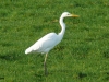 GROTE ZILVERREIGER