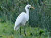 GROTE ZILVERREIGER