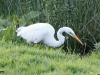 GROTE ZILVERREIGER