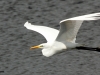 GROTE ZILVERREIGER