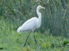 GROTE ZILVERREIGER