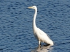 GROTE ZILVERREIGER