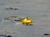 GROENE KIKKER
