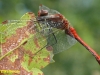 BLOEDRODE HEIDELIBEL