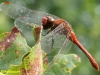 BLOEDRODE HEIDELIBEL