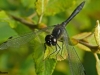 ZWARTE HEIDELIBEL