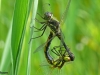 PARINGSWIEL HEIDELIBEL