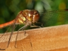 BRUIN RODE HEIDELIBEL