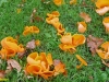 helvella-grote oranje bekerzwam
