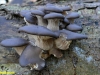 pleurotus-gewone oesterzwam