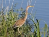 PURPER REIGER