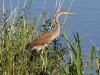 PURPER REIGER