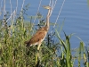 PURPER REIGER
