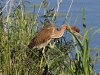 PURPER REIGER