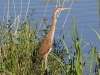 PURPER REIGER