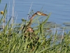 PURPER REIGER