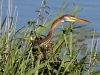 PURPER REIGER