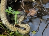 ADDER