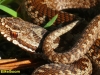 ADDER