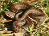 ADDER