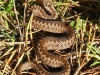 ADDER