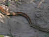 ADDER