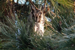 ROOFVOGELS EN UILEN