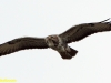 BUIZERD