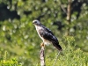 JONGE BUIZERD