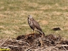 BUIZERD