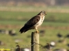 BUIZERD