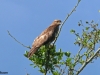 BUIZERD